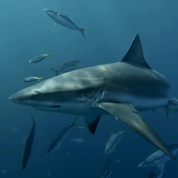 AN image of a blacktip shark found on a keys shark diving experience. 