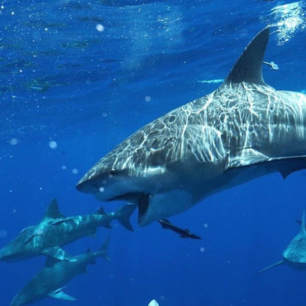An image of a large bull shark with its mouth wide open in the open ocean. 