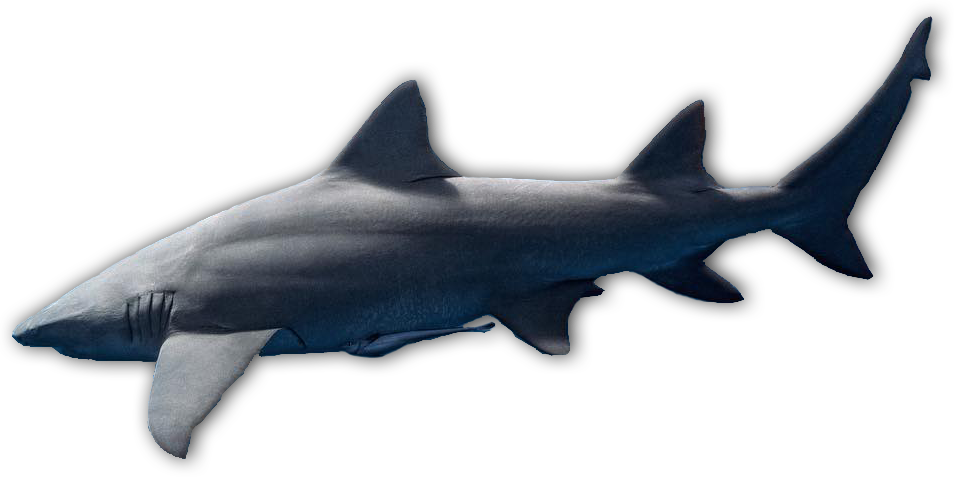 An image of a large shark taken during a keys shark diving trip. 