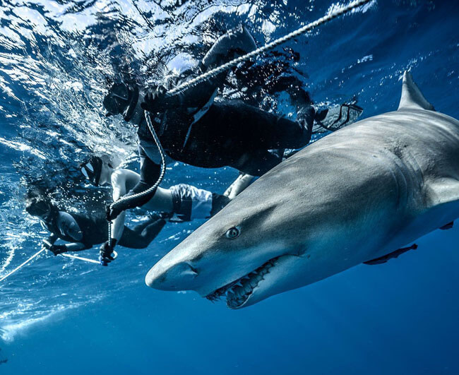 An image of divers in the water on board a Florida Keys Shark Diving trip.