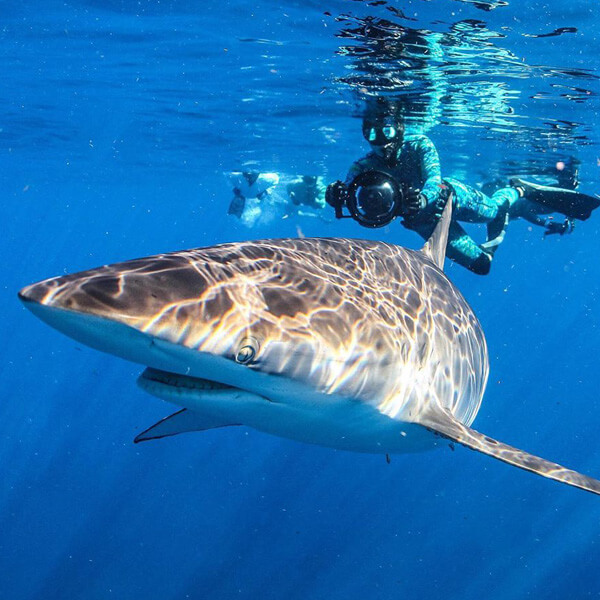 An image of a dusky shark off the coast of Florida on a Keys Shark Diving adventure.