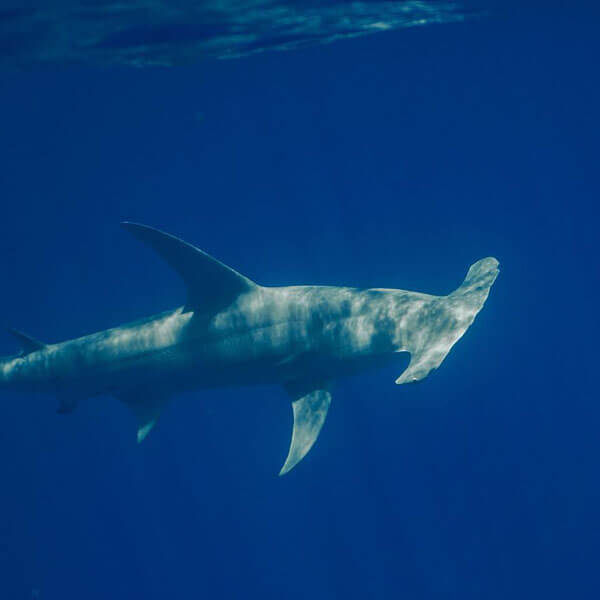An image of a hammerhead shark in the open ocean.