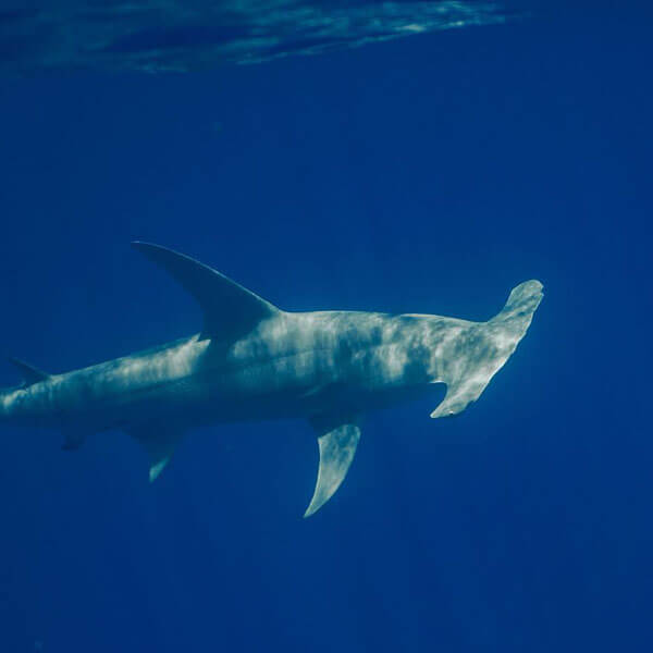 An image of an open ocean hammerhead shark in the open ocean on a Florida Keys Shark Diving adventure. 