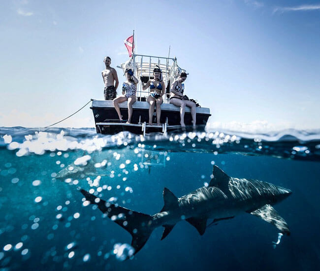 An image of a shark in the water with a Keys Shark Diving boat above the surface. 