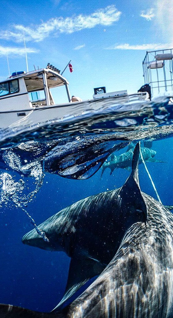 An image of sharks under the surface of the water below a boat on a keys shark diving trip. 