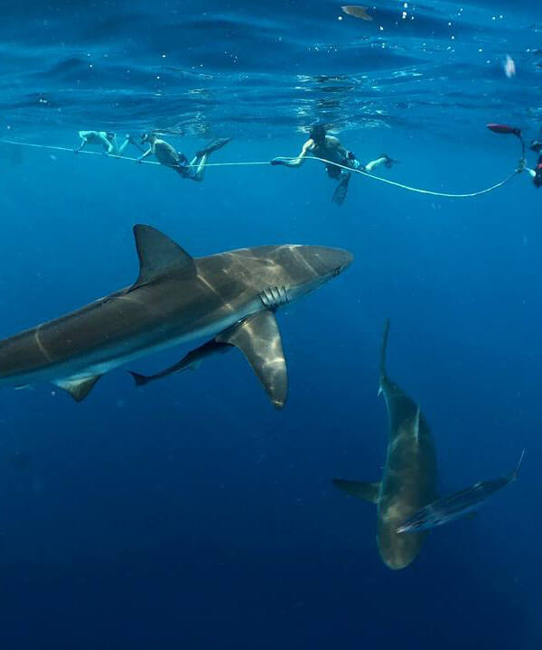 An image of sharks swimming close to a group of divers on a keys shark diving charter. 