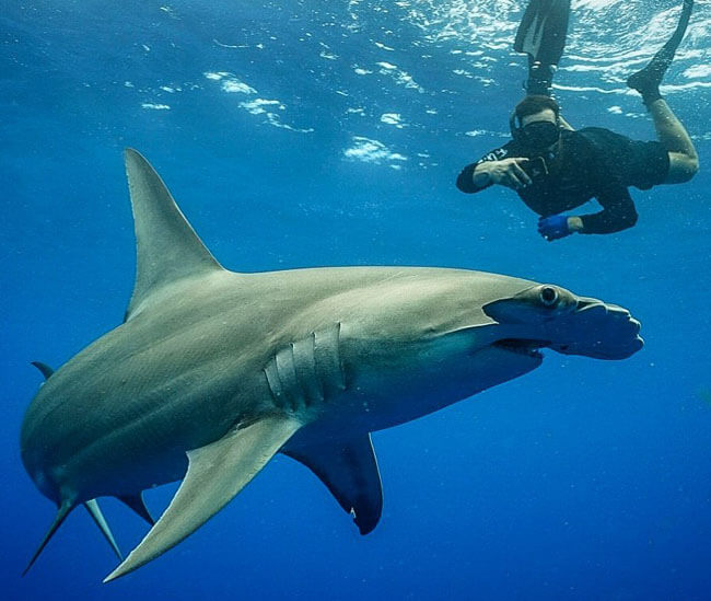 An image of a diver on a keys shark diving trip diving with a hamerhead shark. 