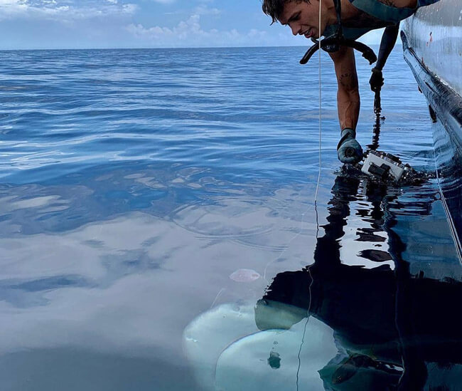 An image of a guest interacting with a powerful shark on a Florida Keys Shark Viewing trip. 