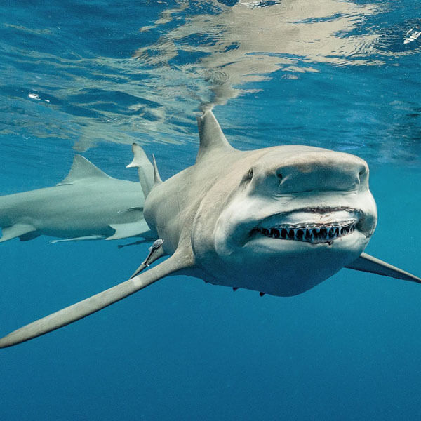 An image of a smiling lemon shark during a Florida Keys shark diving excursion. 