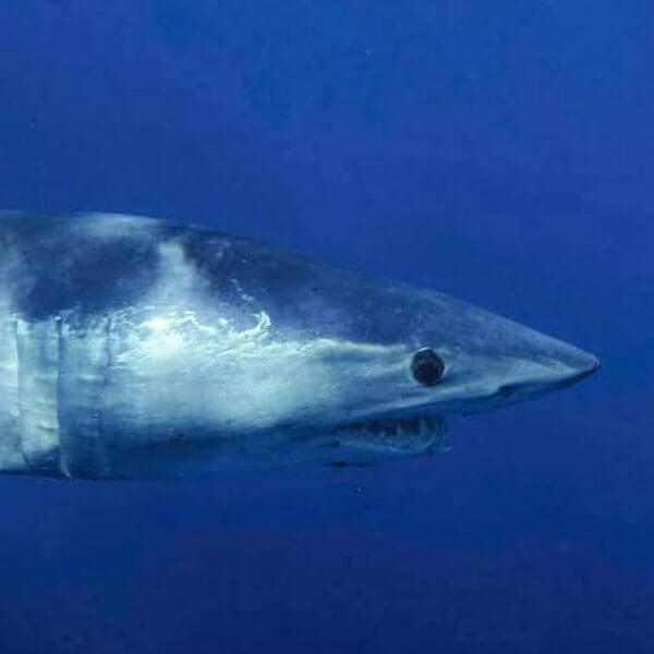 An image of a Mako Shark swimming in the gulfstream off of the Florida Keys. 