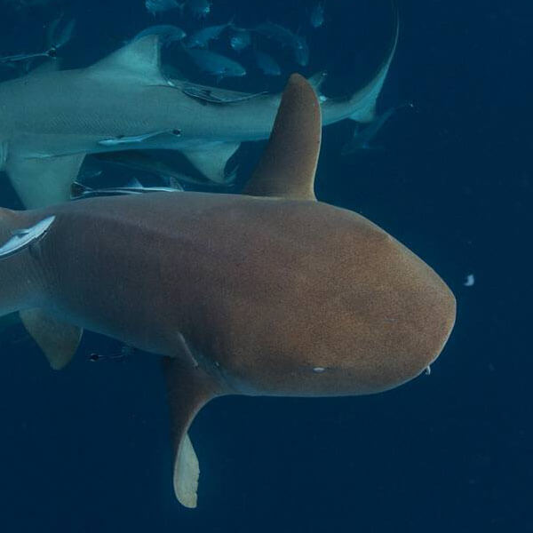 An image of a nurse shark gliding throught the waters off of the Florida Keys. 