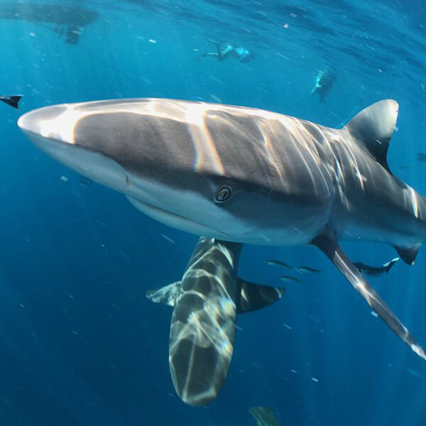 An image of a reef shark on a Keys Shark Diving Adventure