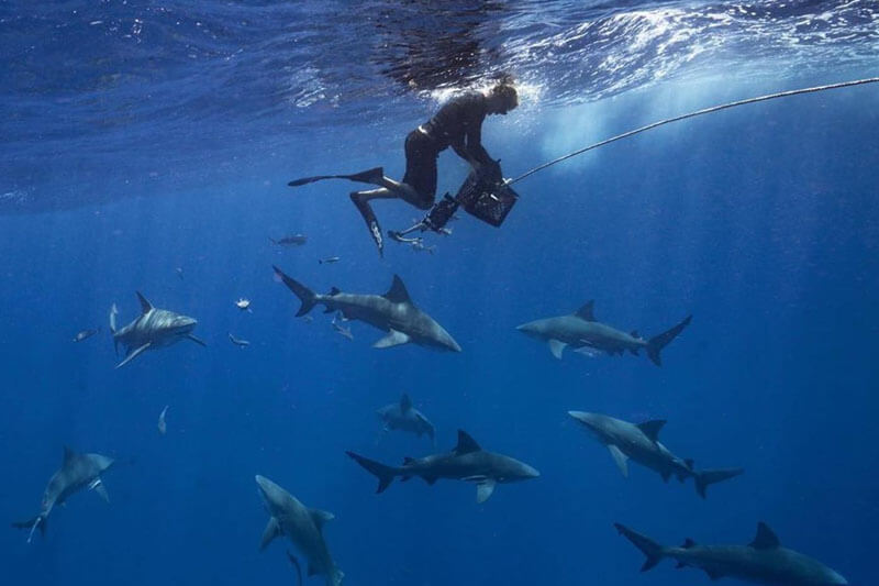 An image of a diver with a group of sharks below him on a keys shark diving trip