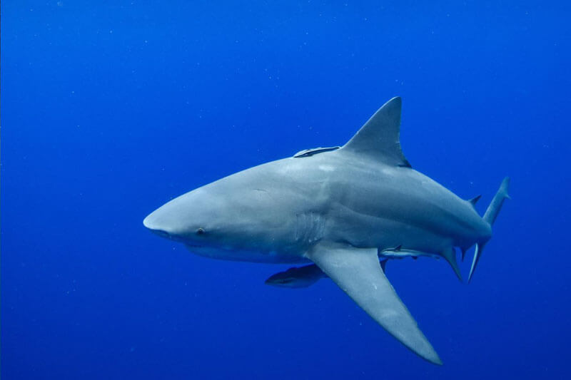 An image of a powerful shark in the open ocean during a florida keys shark diving trip. 