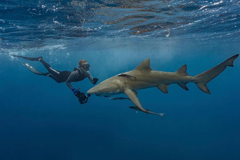 An image of a diver underwater with a gorgeous shark on a florida keys shark diving adventure. 