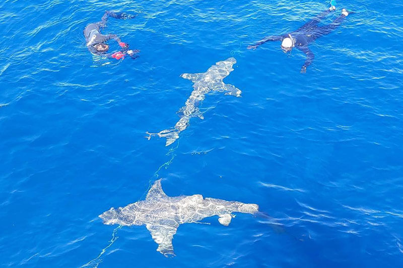 An image of divers floating with sharks swimming around them in the Florida Keys. 
