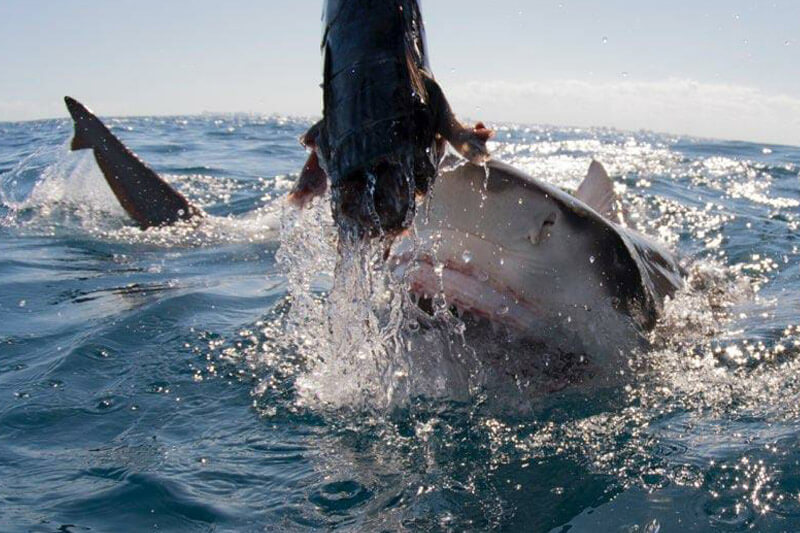 An image of a shark biting a piece of bait on the surface of the water during a Keys Shark Diving shark viewing trip. 