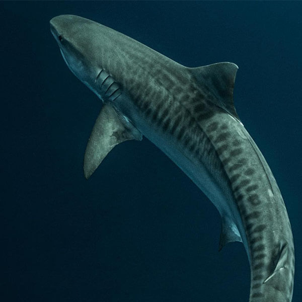 An image of a gorgeous tiger shark in the open ocean of the Florida Keys. 